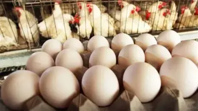 تراجع كبير في أسعار الدواجن والبيض بعد رمضان مع توقعات بزيادة الإنتاج المحلي