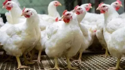 انخفاض جديد في أسعار الفراخ البيضاء اليوم الجمعة مع تباين في الأسواق