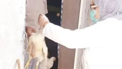 مديرية الطب البيطري بالوادي الجديد تنفذ حملات ميدانية لفحص الدواجن ومواجهة إنفلونزا الطيور