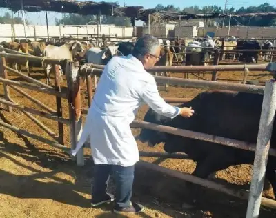 انطلاق الحملة القومية لتحصين الثروة الحيوانية في بني سويف ضد أمراض الجدري