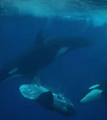 مشهد نادر في أعماق البحار: حيتان قاتلة تمزق سمكة قرش في المكسيك