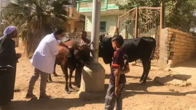 محافظ المنيا يعلن انطلاق حملة تحصين الماشية ضد الجلد العقدي وجدري الأغنام