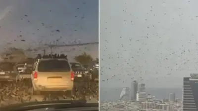 أسراب طيور اللقلق المهاجرة تثير الجدل في سماء تل أبيب.. نذير شؤم أم ظاهرة طبيعية؟