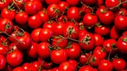 ارتفاع أسعار الطماطم إلى 65 جنيهاً في أسواق المنيا اليوم الجمعة 27 مارس 2026