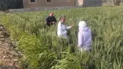 الفيوم تشهد تطوراً ملحوظاً في حقول القمح ضمن الحملة القومية للنهوض بالمحصول الاستراتيجي