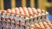 ارتفاع أسعار البيض اليوم الثلاثاء: زيادة تصل إلى جنيهين في الكرتونة