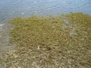 الري تطلق مبادرة لإعادة تدوير ورد النيل وتحويله لمنتجات يدوية