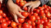 خبير زراعي يتوقع انخفاض أسعار الطماطم خلال شهر مع تحسن المعروض