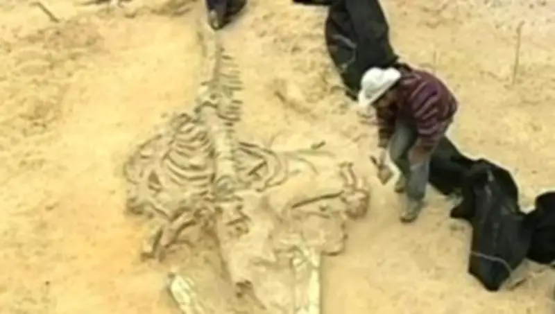 اكتشاف حيتان متحجرة عمرها 10 ملايين عام في البرتغال يثير اهتمام العلماء