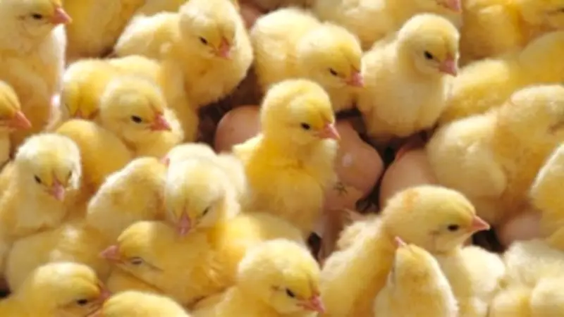 انخفاض أسعار الكتاكيت والبط في بورصة الدواجن: الروص والأبيض يسجلان تراجعًا بقيمة 10 جنيهات