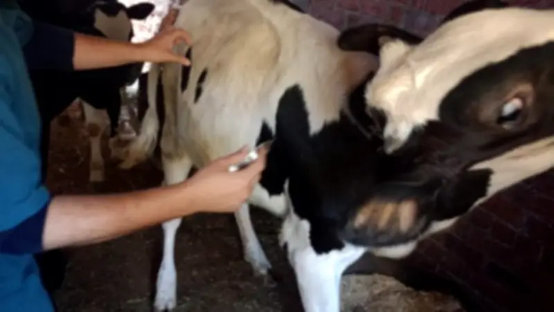 محافظ أسيوط: تحصين أكثر من 113 ألف رأس ماشية خلال 3 أسابيع لحماية الثروة الحيوانية