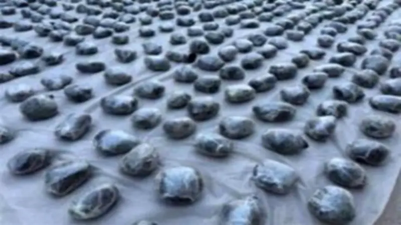 ضبط تشكيل عصابي خطير بحوزته طن مخدرات بالسويس بقيمة 116 مليون جنيه