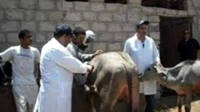 الغربية تحصّن 122 ألف رأس ماشية ضد أمراض الجلد العقدي وجدري الأغنام في حملة بيطرية قومية