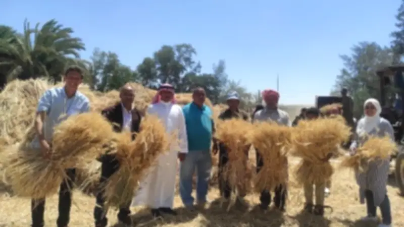 ارتفاع إنتاجية فدان القمح بجنوب سيناء إلى 13 أردباً في موسم الحصاد الحالي