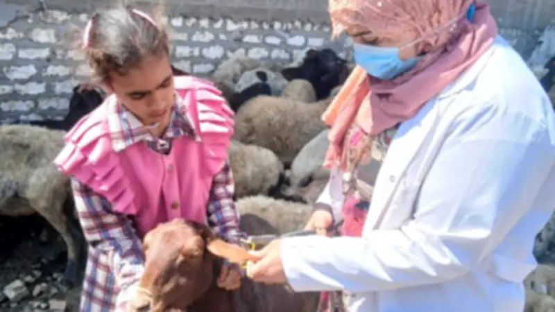 محافظ أسيوط يعلن تحصين 134 ألف رأس ماشية في حملة قومية ناجحة