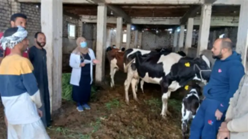 ختام الحملة القومية للتحصين بأسيوط: تحصين 134 ألف رأس ماشية بنجاح