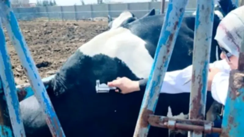 تحصين 14 ألف رأس ماشية ضد البروسيلا والسل في مارس