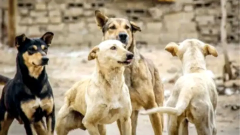 1.4 مليون حالة عقر سنويًا بسبب الكلاب الضالة في مصر