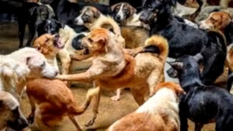 تحذيرات من تفاقم أزمة الكلاب الضالة في مصر مع 1.4 مليون حالة عقر سنويًا