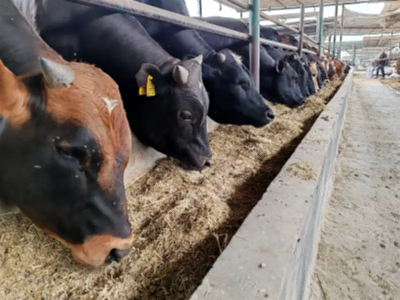 مفاجأة في أسعار الأضاحي قبل عيد الأضحى: تبدأ من 150 جنيها للكيلو