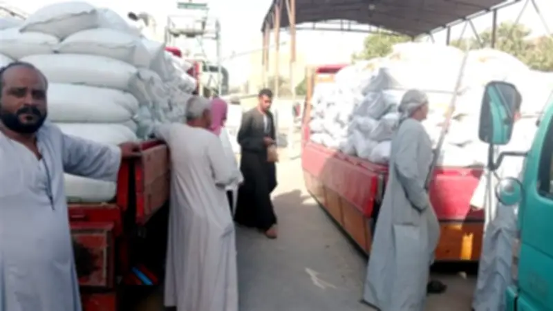 الأقصر تسلم 152 طناً من القمح وتنفذ حملات نظافة مكثفة لرفع 40 طناً من المخلفات