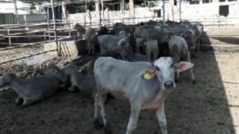 وزير الزراعة يوافق على صرف 154 مليون جنيه جديدة لمشروع البتلو لصالح 110 مستفيدين