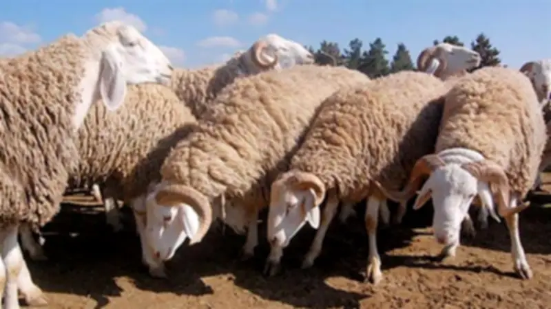 بيطري كفر الشيخ يحصن 159 ألف رأس ماشية ضد أمراض الجلد العقدي وجدري الأغنام