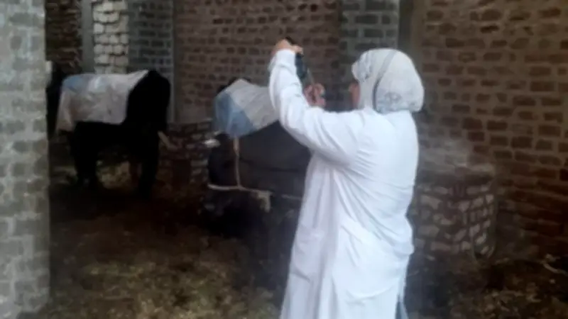 تحصين 175 ألف رأس ماشية في حملة قومية بسوهاج