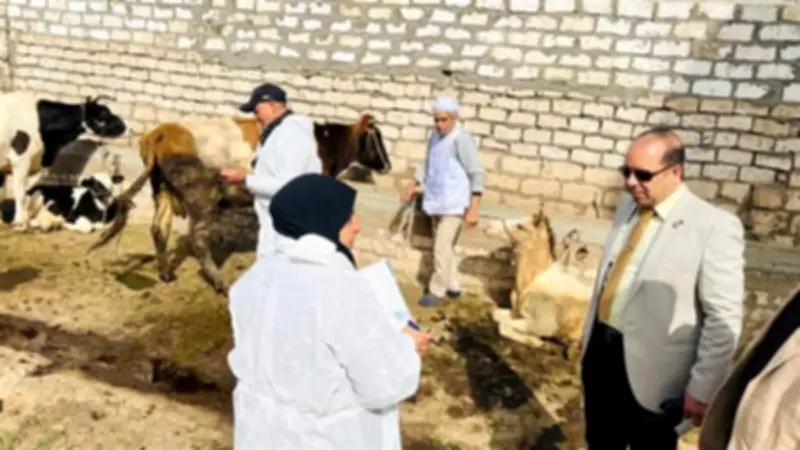 محافظ الدقهلية: تحصين أكثر من 176 ألف رأس ماشية ضد أمراض الجلد العقدي وجدري الضأن