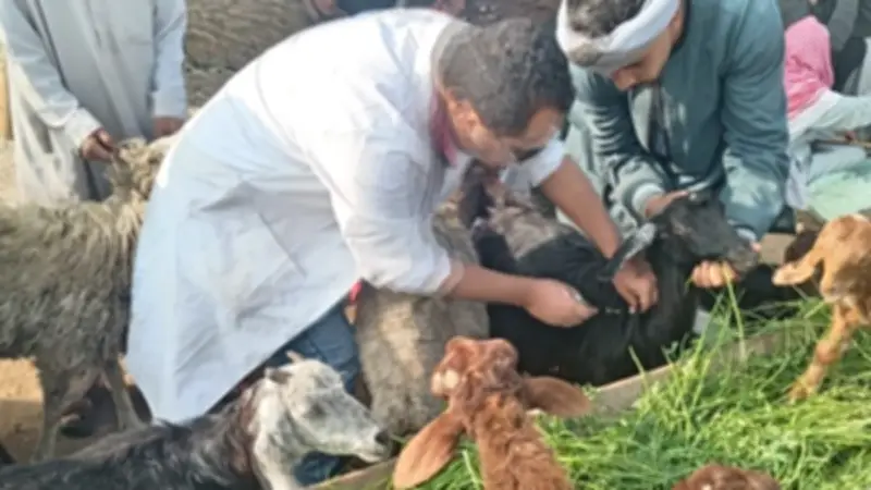 الجيزة تحصّن أكثر من 176 ألف رأس ماشية في حملة قومية ضد الأمراض الوبائية