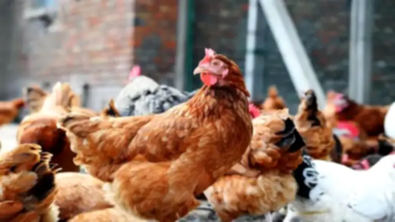 تحصين 177 ألف طائر ضد الأمراض الوبائية في كفر الشيخ خلال أبريل