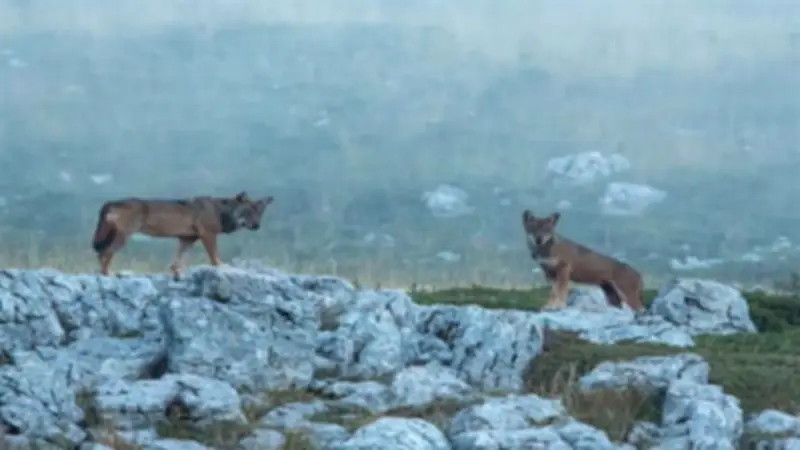 أزمة في إيطاليا بعد نفوق 18 ذئباً و3 ثعالب في حديقة وطنية