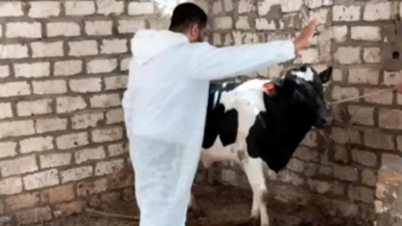 المنيا تحصّن 186 ألف رأس ماشية ضمن حملة قومية لمواجهة الحمى القلاعية