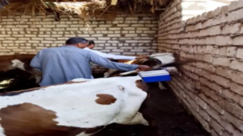 محافظة المنيا تحصّن أكثر من 186 ألف رأس ماشية في حملة استثنائية ضد الحمى القلاعية