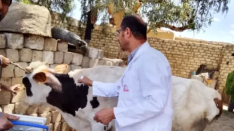 محافظ المنيا يعلن تحصين 186 ألفًا و251 رأس ماشية في حملة استثنائية ضد الحمى القلاعية
