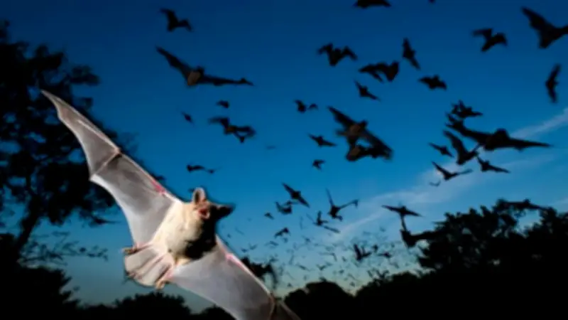 علماء يكتشفون فيروس خفافيش جديدا يهدد البشرية بأخطر من كوفيد-19