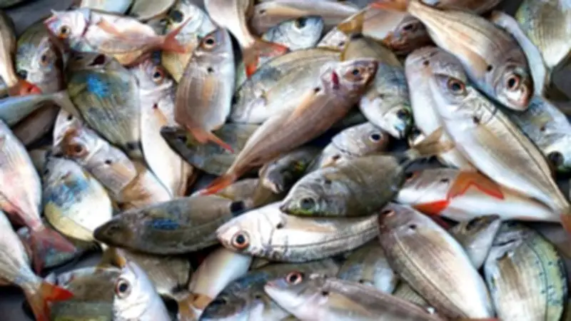 مصر تنتج 2 مليون طن سمك سنويًا وتصدر لأوروبا لأول مرة