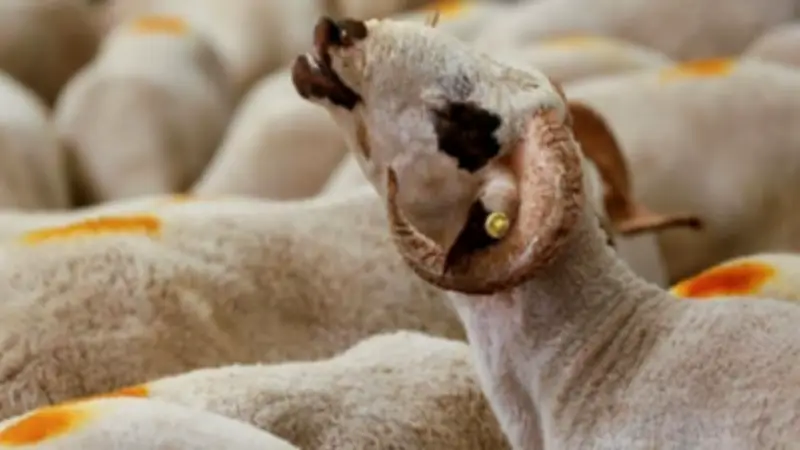 وزارة الزراعة تكشف 20 علامة لضمان سلامة الأضحية وحماية المستهلك من الغش