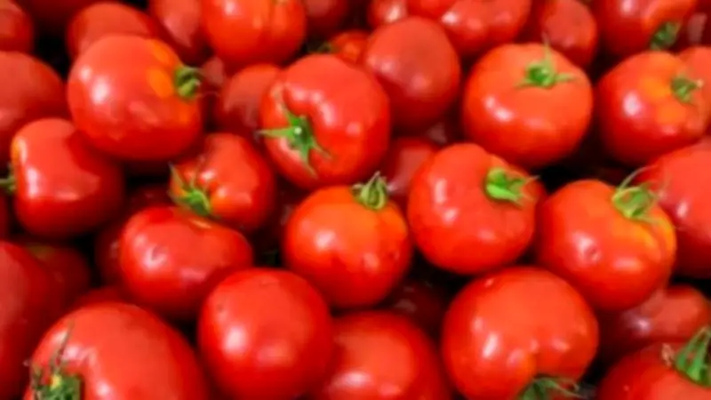 انخفاض سعر الطماطم 20 جنيها للكيلو بعد زيادة المعروض في الأسواق
