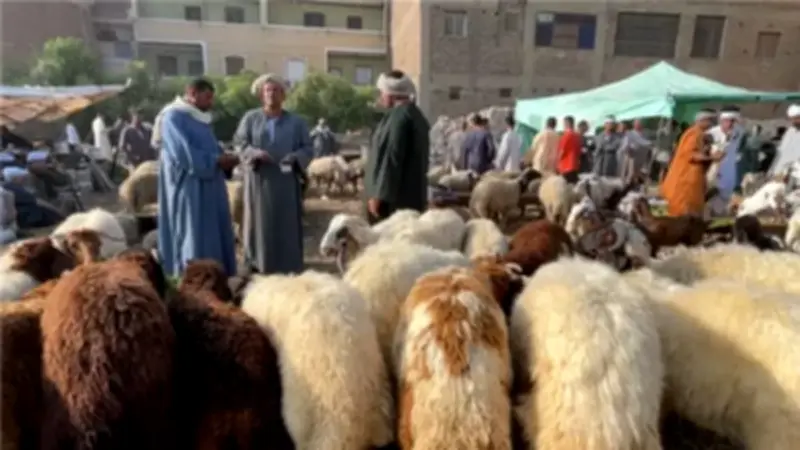 أسعار الأضاحي 2026: الخروف البرقي يبدأ من 14 ألف جنيه