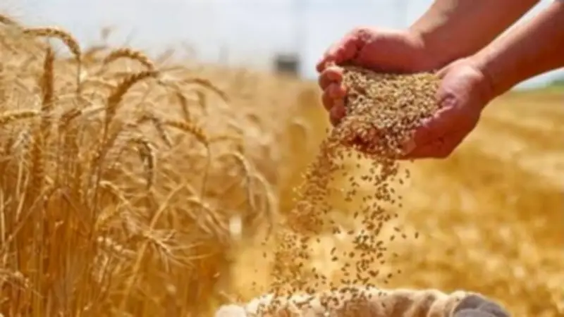 المنيا تطلق موسم توريد القمح 2026 بزيادة 16 ألف فدان في المساحات المنزرعة