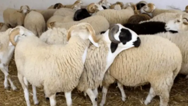 أسعار الأضاحي 2026: الكيلو بـ200 جنيه قبل عيد الأضحى