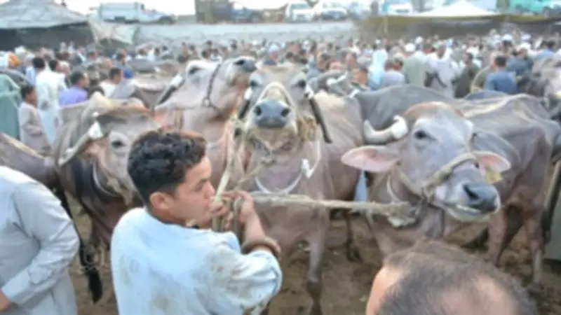 ارتفاع أسعار العجول البقري وانخفاض الجاموسي في أسواق الماشية قبل عيد الأضحى 2026