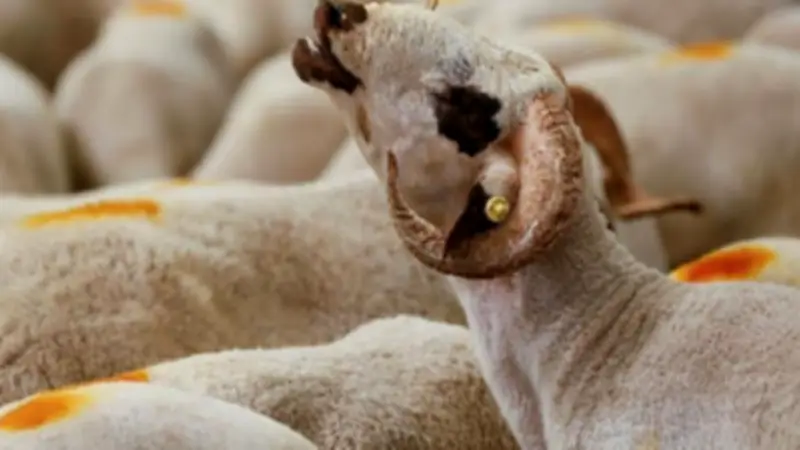 أسعار الأضاحي 2026: استقرار حالي في الأسواق وتوقعات بارتفاع تدريجي مع اقتراب عيد الأضحى