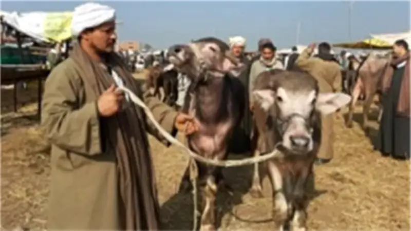 نقيب الفلاحين يوضح: هل انخفضت أسعار الأضاحي لعيد الأضحى 2026 مقارنة بالعام الماضي؟