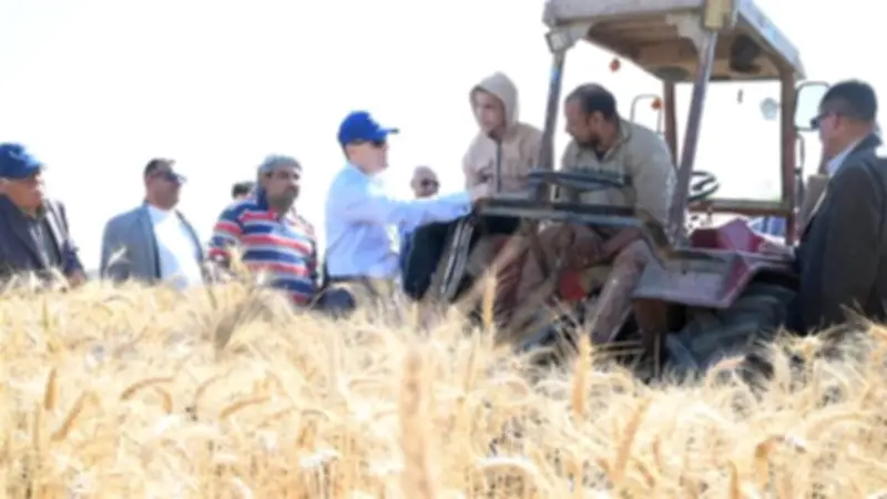 محافظ الغربية يعلن انطلاق موسم حصاد القمح 2026 وسط احتفالية مزارعية