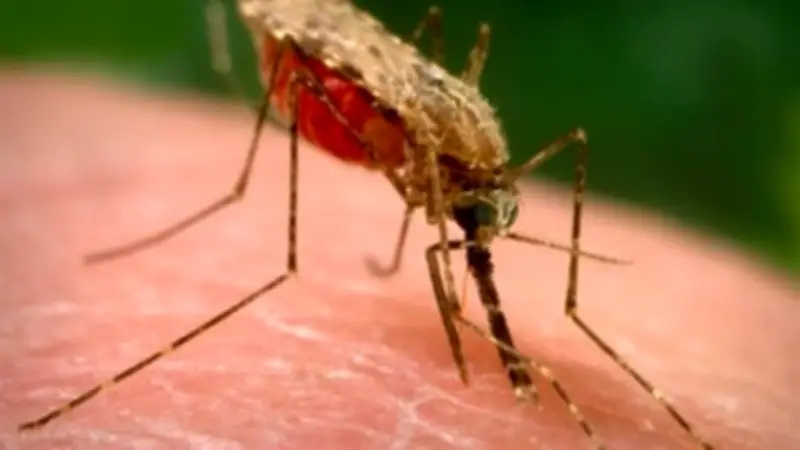 الصحة العالمية تحذر من زيادة الملاريا وتراجع التمويل في 2026