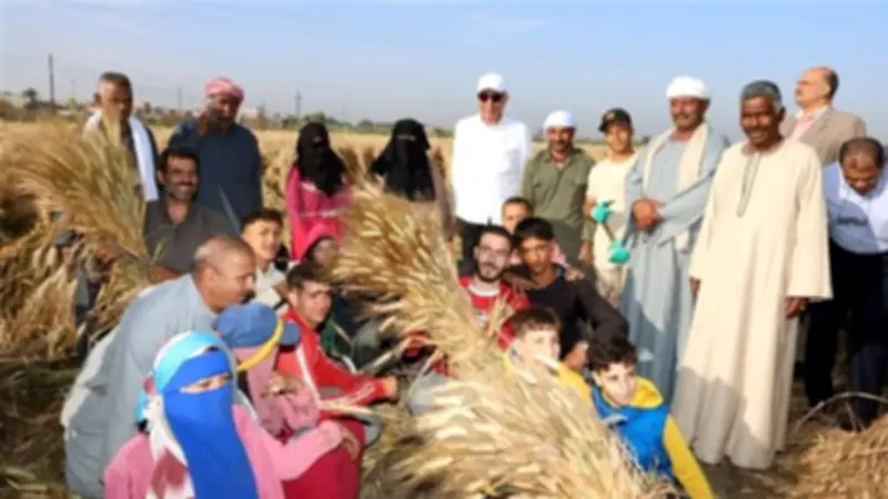 المنيا تستعد لموسم توريد القمح 2026 بـ 42 موقعًا بسعة تخزينية 465 ألف طن