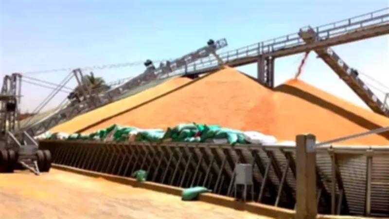 الشرقية تبدأ موسم توريد القمح 2026 باستقبال 467.7 طن وتجهيز 56 موقع تخزيني