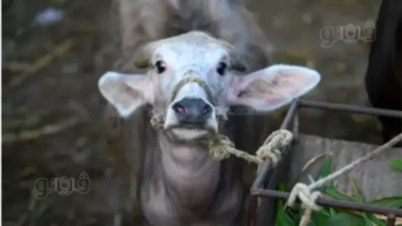 أسعار الأضاحي 2026 اليوم: العجول الجاموسي من 60 ألف جنيه والخروف البرقي يصل إلى 280 جنيها للكيلو